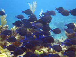 28 Blue Tangs IMG 4082